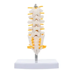 Modèle d'anatomie de la colonne lombaire, modèle pour l'enseignement 