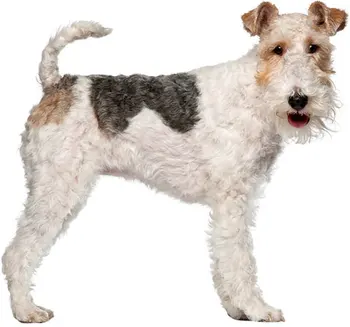 

Tuzik dinghy racing overalls Fox Terrier bitch warm