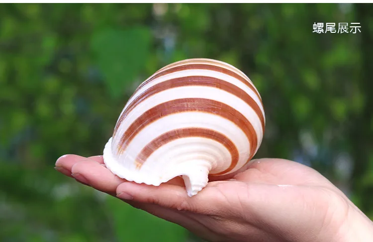 New Sea Snail Natural Shell Large Conch Fish Tank Aquarium Decoration Roll Shellfish Breeding Mediterranean Shell Pot Furnishing