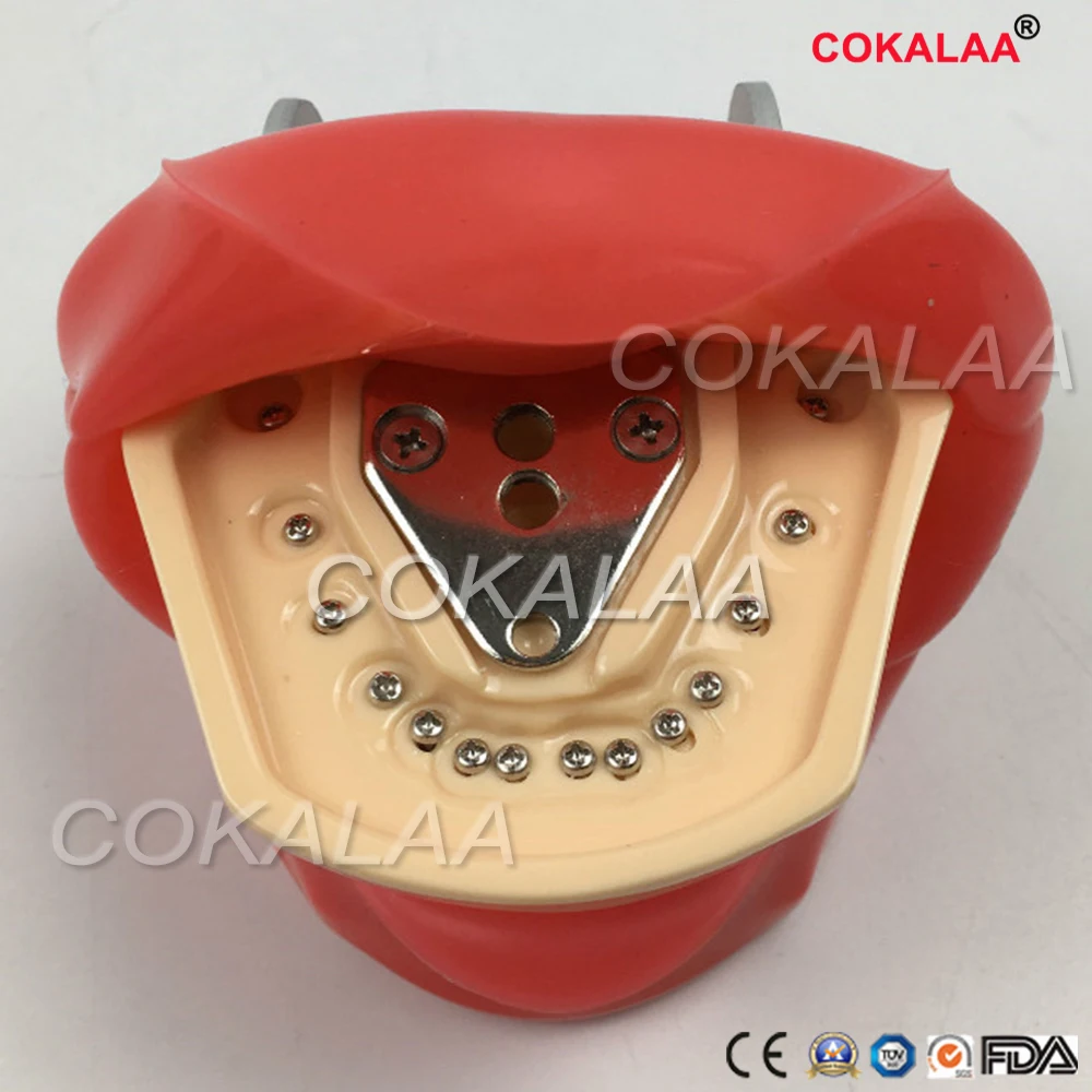 

Student Learning teaching Model Dental phantom head model Silicone Mask with 28 Pieces Screw Fixed Teeth model