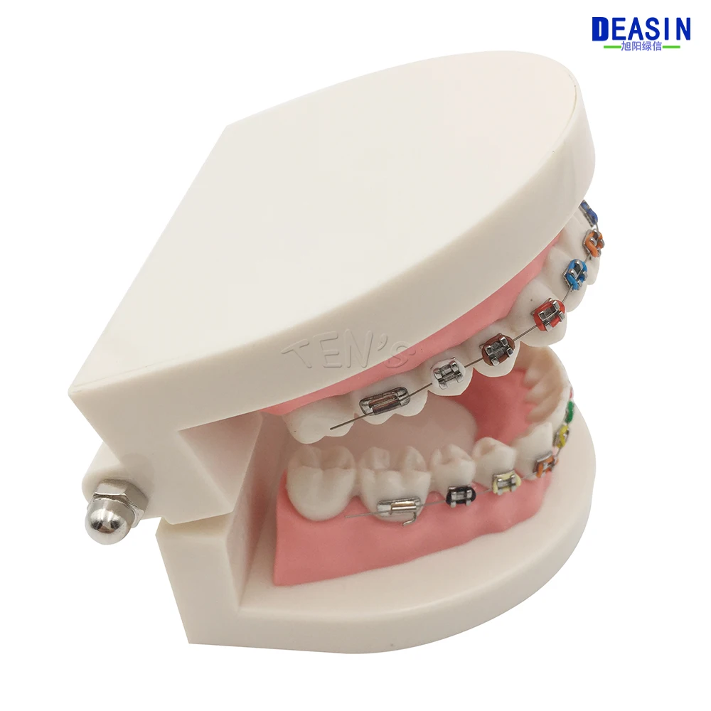 便宜牙模 (4)