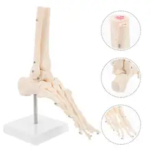 

1 Pc Foot Joint Model Human Skeleton Model Human Foot Bone Ankle Model