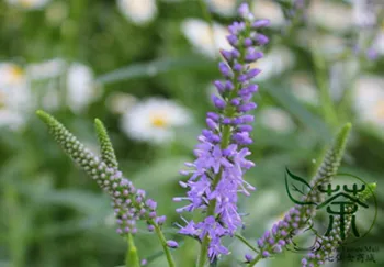 

Veronica Spicata Spiked Speedwell Royal Candles Popo-Na