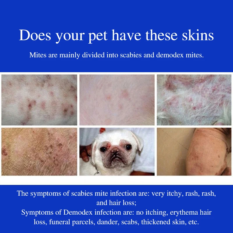 What Does Scabies On A Dog Look Like