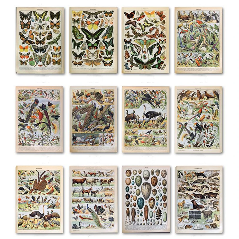 Butterfly-Birds-Vintage-Poster-and-Prints-Flowers-Mushrooms-Botanical-Educational-Prints-Canvas-Wall-Art-Painting-Pictures (4)