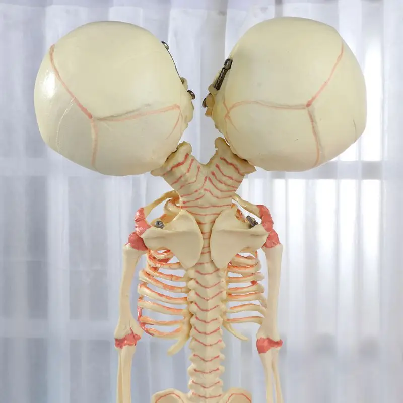 37 см человеческий двойной головкой детский Череп Скелет Анатомия мозговой дисплей обучение анатомическая модель