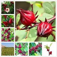 Plant Flowers Bath Salts Roselle Essence 100Pcs XZZ-110 Bath Plant Flowers Bath Salts Roselle Essence 100Pcs XZZ-110 Bath