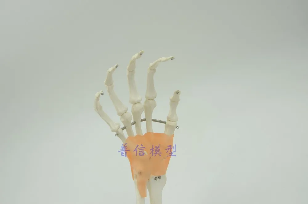 Human hand model hand skeleton model with ligament Medical Science teaching supplies