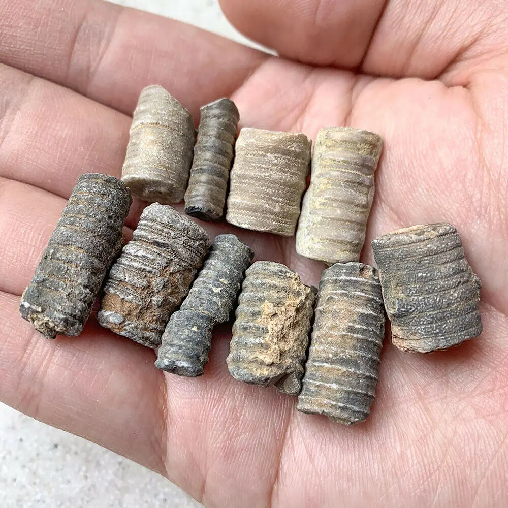Ископаемые морские лилии Crinoid для аквариумных и террариумных коллекторов