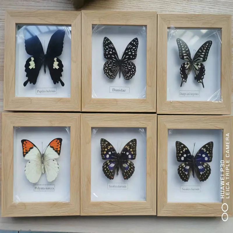 Fixed Spread Wings Real Butterfly Specimens Photo Frame Indoor Decoration Home Decorations Insect Sample Figurines Pendulum | Дом и сад