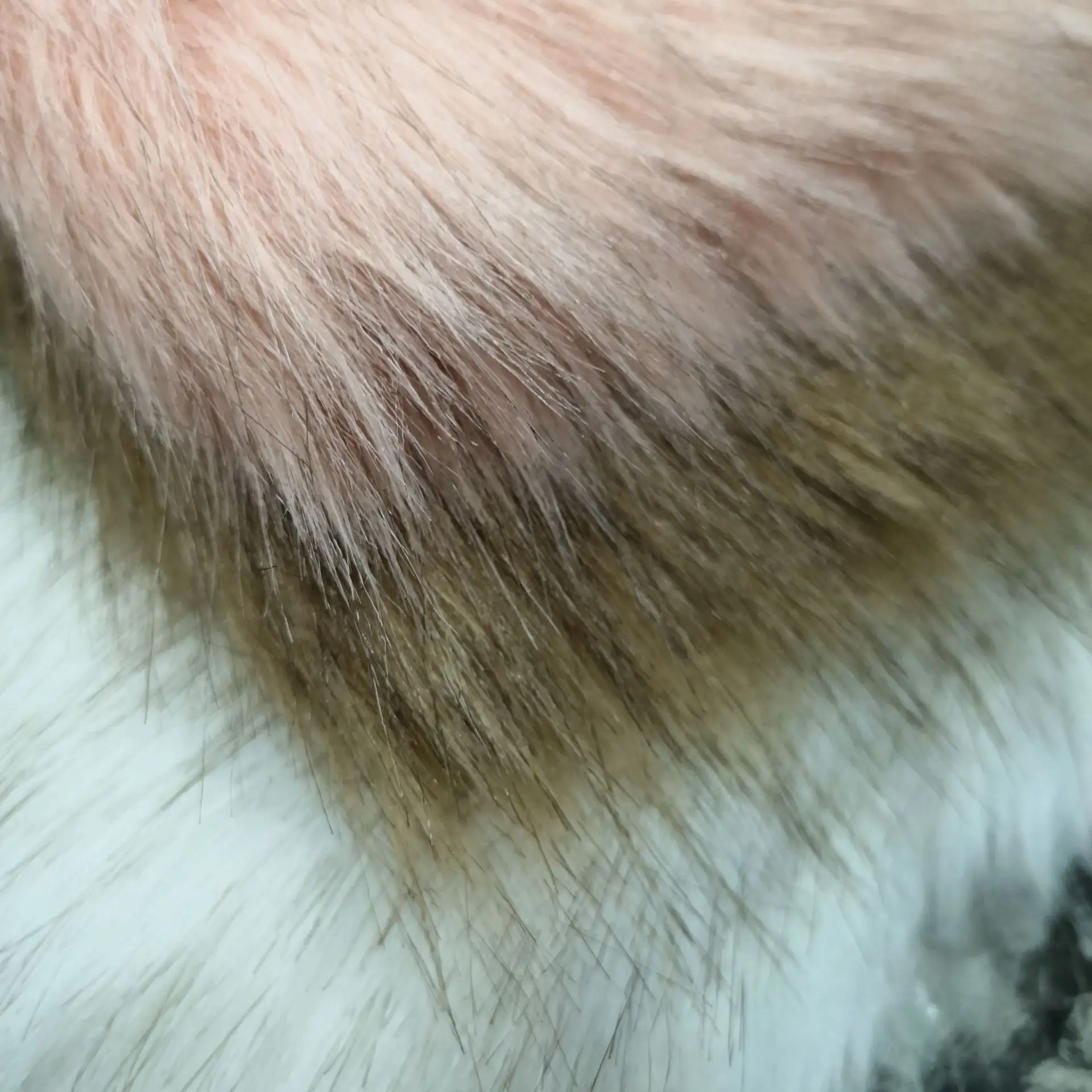 

Big fox hair dyed tip 55mm two-color fox fur dyed tip plush faux fur fabric