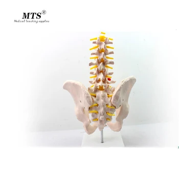 

Lumbar Spin Lumbar Spine Intervertebral Disc Pelvis Skeleton Model Human Model with Five-section Lumbar Vertebrae Model