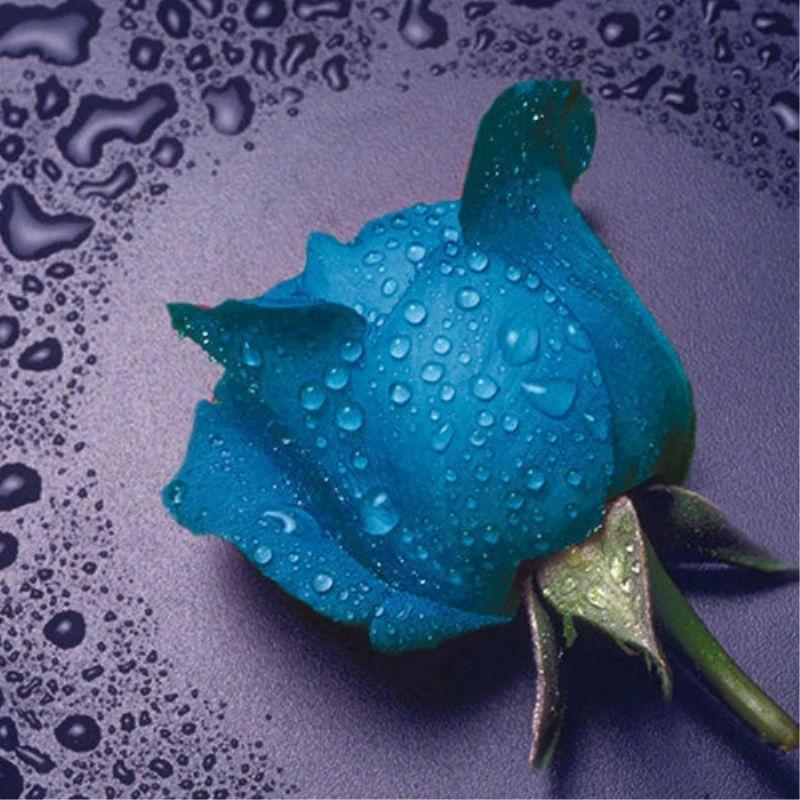 Набор для алмазной живописи 5D сделай сам мозаика из красивых цветов и синей розы