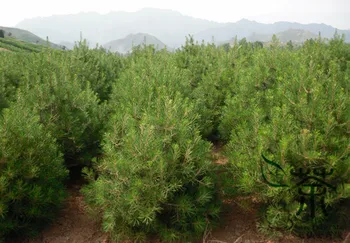 

Pinus Bungeana Lacebark Pine White-barked Pine Bai Pi Song