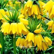 100 шт./лот, желтая императорская корона, бонсай, imperialis Lutea flores, легко выращивается, растение для домашнего сада,# TTCF7