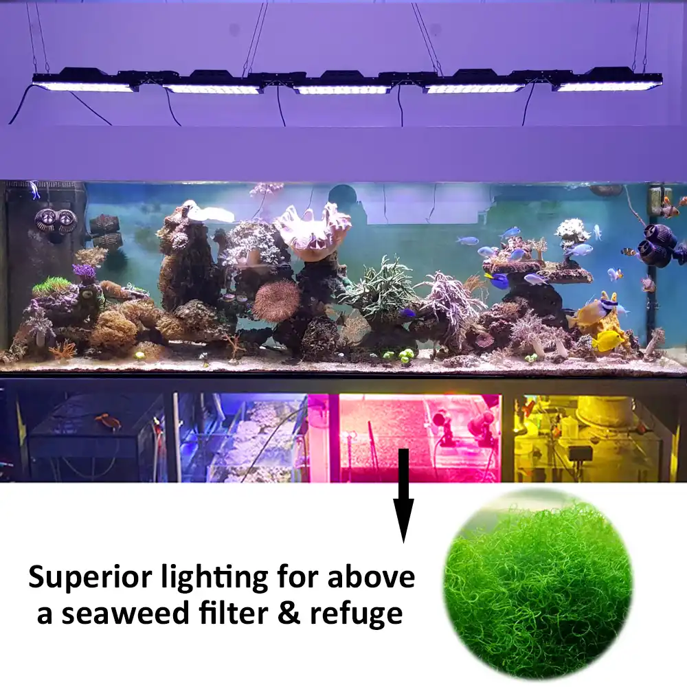 Alga Lampu Led Aquarium Refugium Lampu Untuk Algae Rumput Laut Perlindungan Tumbuh Cahaya Akuarium Shannon16g Lightings Aliexpress Refugium aquarium air laut Alga Lampu Led Aquarium Refugium Lampu Untuk Algae Rumput Laut Perlindungan Tumbuh Cahaya Akuarium Shannon16g Lightings Aliexpress Refugium aquarium air laut