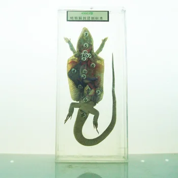 

Embedded Animal Anatomy Specimen Real Animal Anatomy Specimen School Teaching Specimens Biological Teaching Aids Resin Model