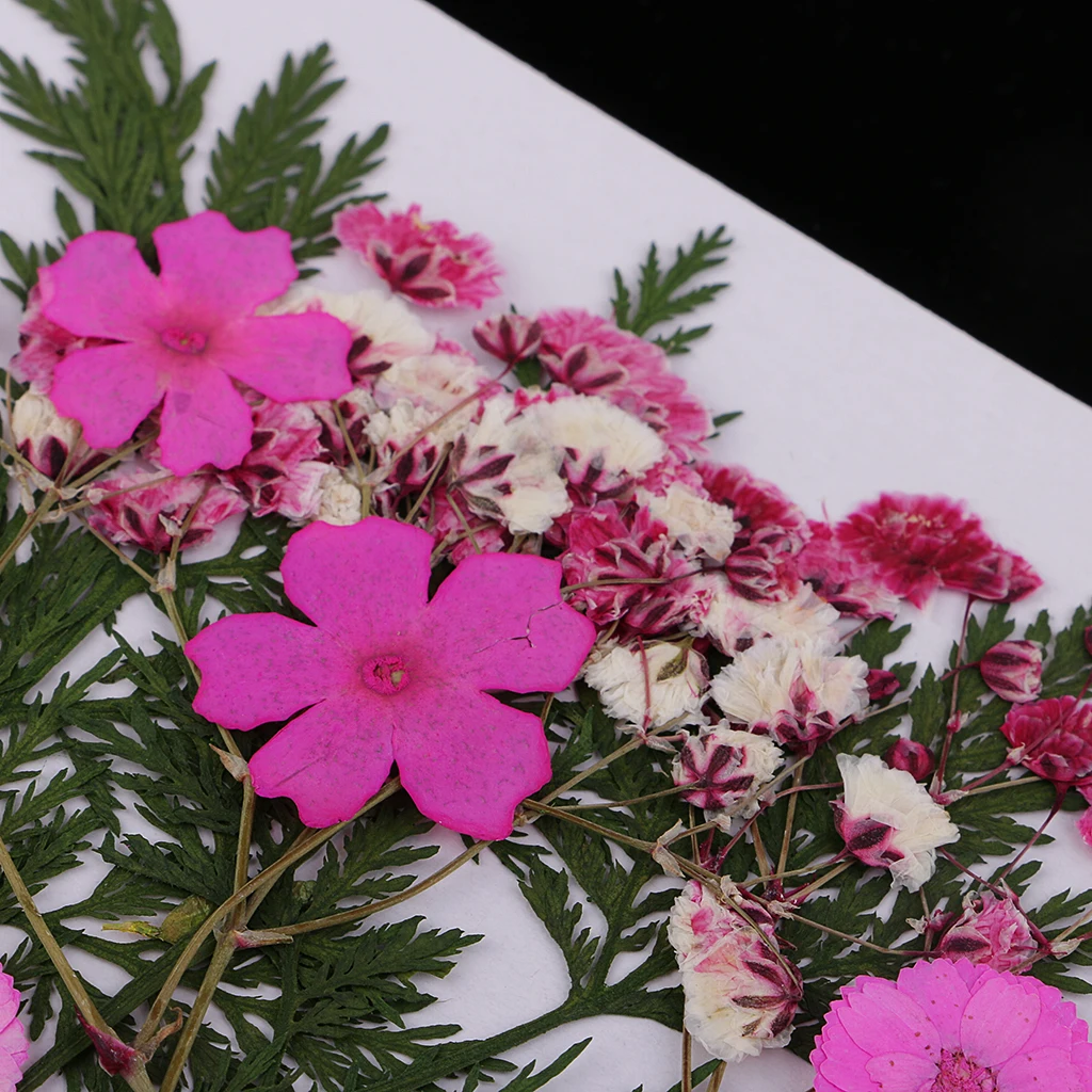 Lots Mixed Real Pressed Flower Dried Flowers  for Resin Jewellery Scrapbooking Phone Case Making Crafts DIY Dry Plants