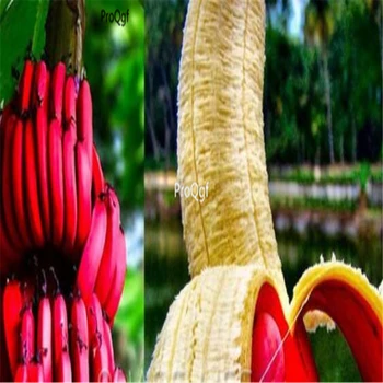 

Ngryise 5000Pcs A Set Imported red Banana