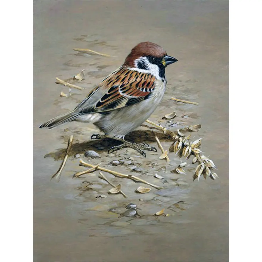 5d diy diamond painting sparrow full square / round drill bird 3d mosaic embroidery sticker | Дом и сад