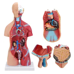Модель тела человека туловища 55 см анатомический сборка анатомический медицинский внутренний модели органов для школьного обучения