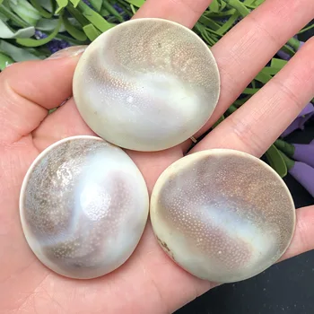 

3pcs Natural Marine shell mineral specimen, home decoration feng shui
