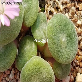 

Ngryise 100pcs a set Conophytum phoeniceum