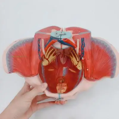 TB2qYNSvruWBuNjSszgXXb8jVXa_!!366265571.jpg_400x400