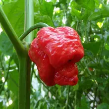 200 штук- Оригинальные Свежие Редкие "Trinidad Moruga Scorpion" перец бонсай(горячий чили) Органические растительные растения