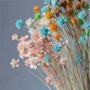

30pcs/Bunch Mountain Flower Star Flower Natural Dried Flowers White Real Flowers For Home Decor