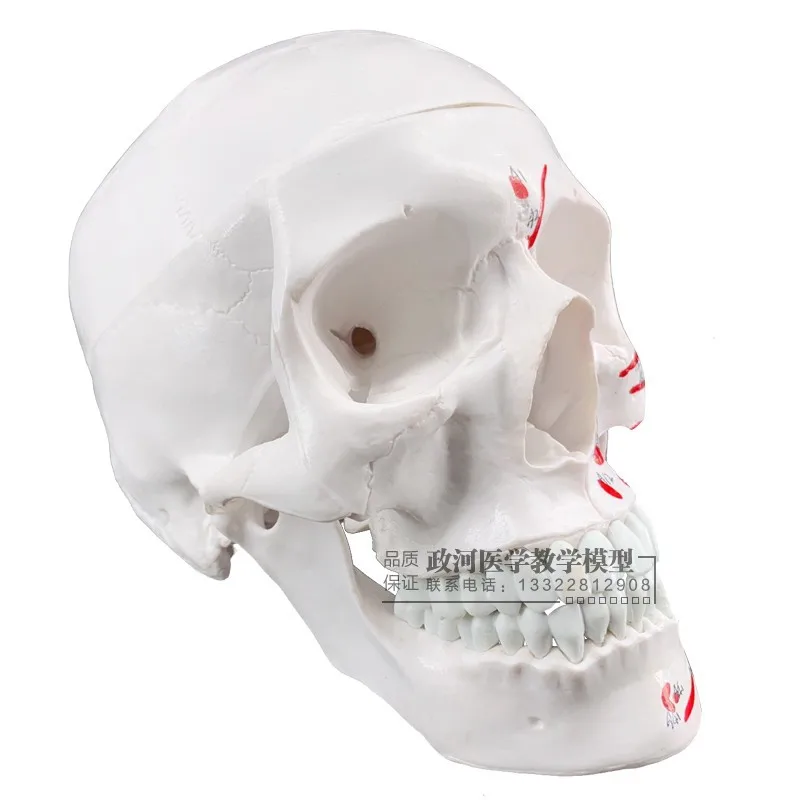 

1: 1 Resin Skull Painted Head gu yi for Musculoskeletal Human Anatomy Skull Model Fine Art
