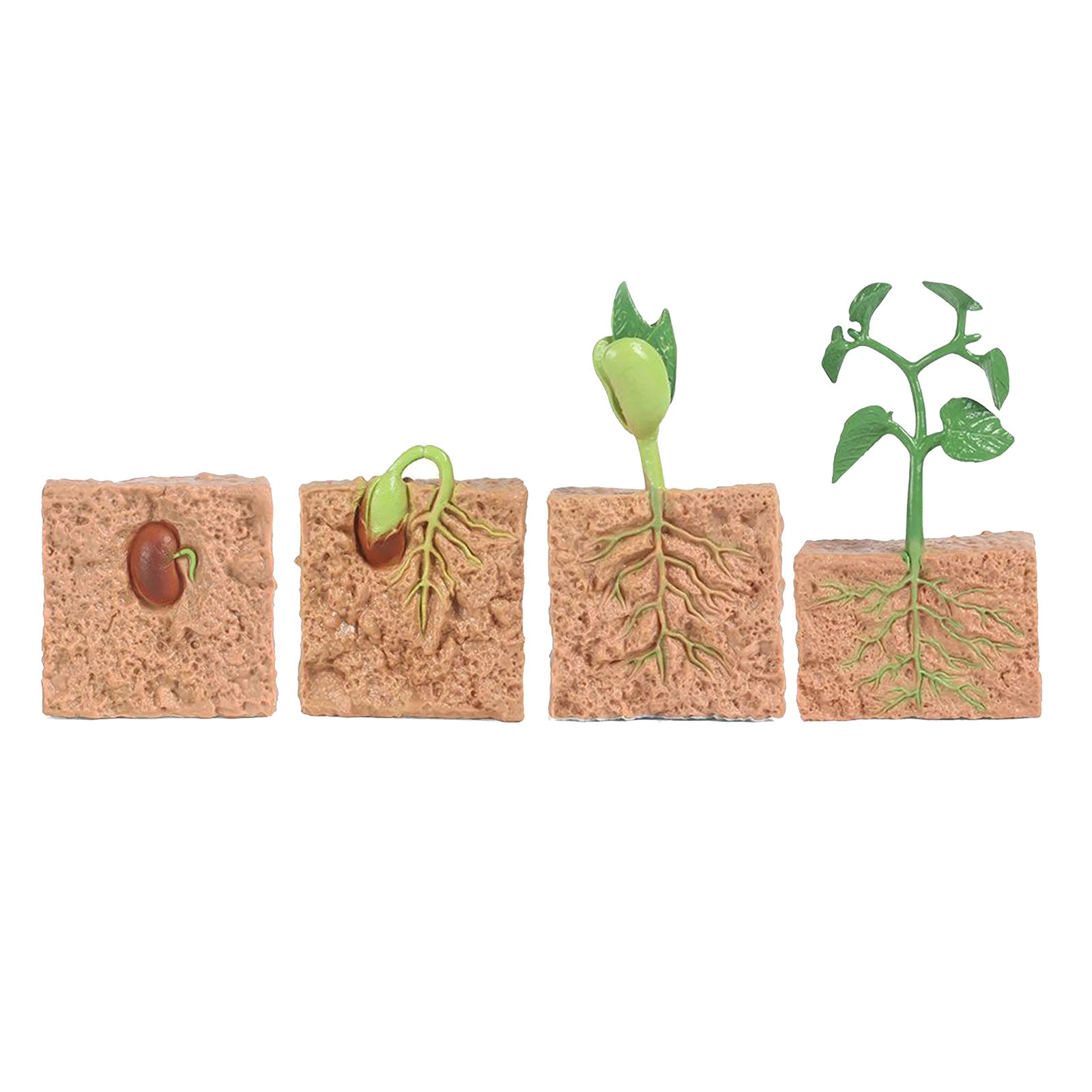 Plant Seeds Growth Life Cycle Education Learning Imagination Plant Seeds Growth Life Cycle Education Learning Imagination