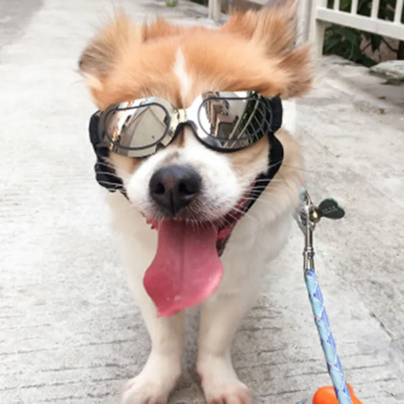 Stylish Sunglasses for Dogs