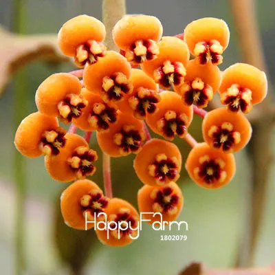 Промоакция! Hoya flores, цветы в горшках бонсай растения Hoya растения, Орхидея, Плант «сделай сам» для дома и сада 100 шт./упак.,# BEPA4Y - Цвет: 7