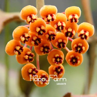 7 Промоакция! Hoya flores, цветы в горшках бонсай растения Hoya растения, Орхидея, Плант «сделай сам» для дома и сада 100 шт./упак.,# BEPA4Y - Цвет: 7