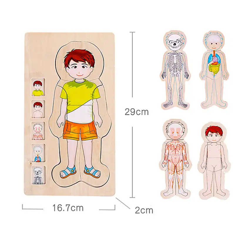 rompecabezas de cuerpo humano para niños