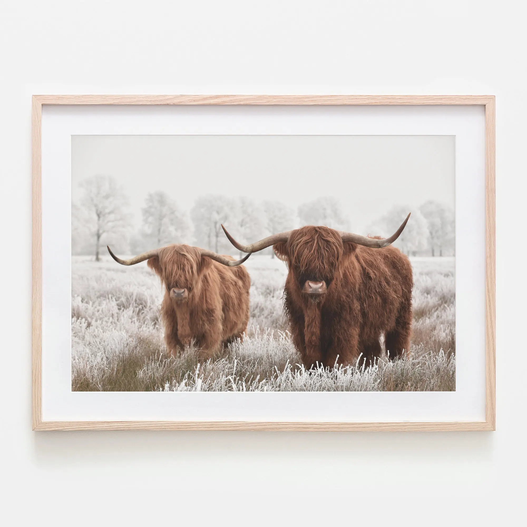 Highland печать коровы корова стена искусство быка крупного рогатого скота буйвола