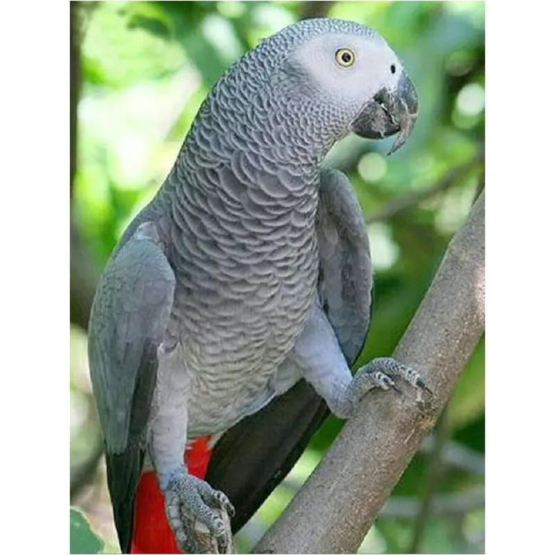 

5D Diy Diamond Painting Cross Stitch Set parrot Picture Of Rhinestone full square Diamond Embroidery Mosaic For Wall Sticker
