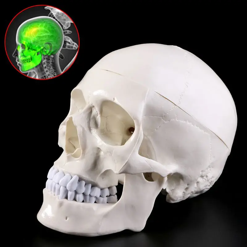

Human Anatomical Anatomy Head Skeleton Skull Teaching Model School Supplies Study Tool