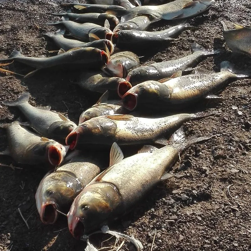 

Bighead Carp Mad Mouth Fishing Small Wild Fish Silver Carp Fish Recipes Additive Bag Fat Big Head Male Fish-gathering Bait
