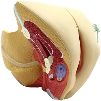 Female Genital Anatomy Model 1