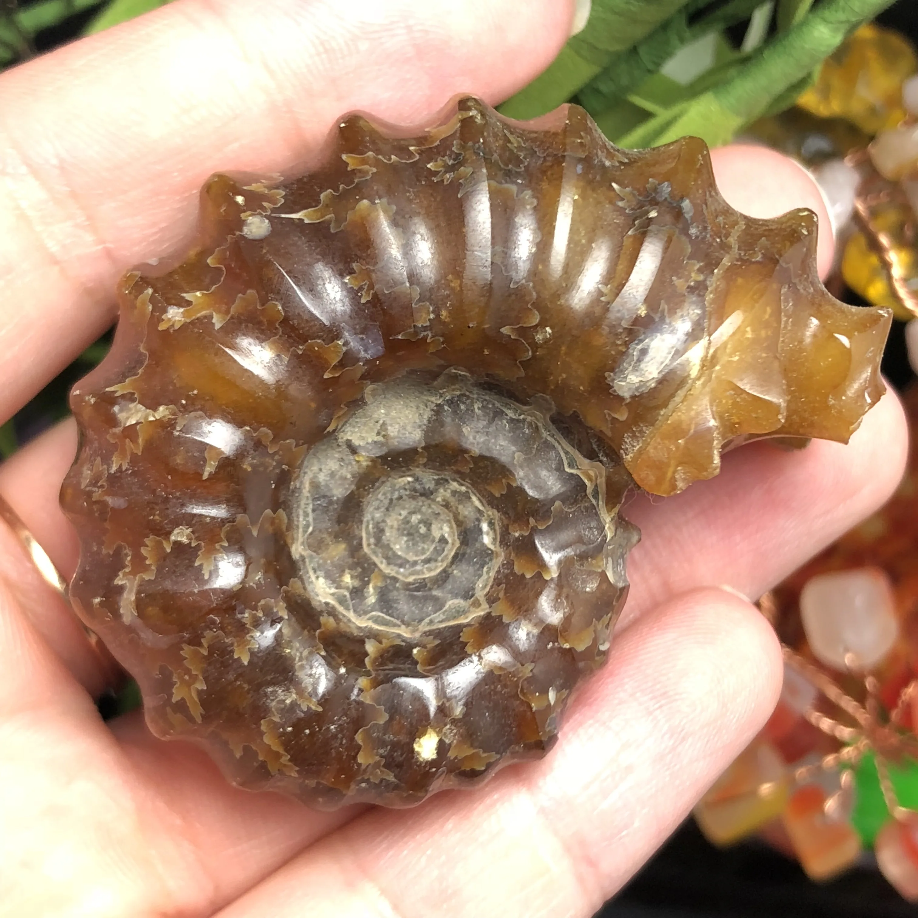Натуральный Полированный козий гудок окаменелости аммониты Conch douvileras