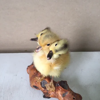 

Taxidermy duck 3 headed yellow duckling oddity homedeco gift,#a5