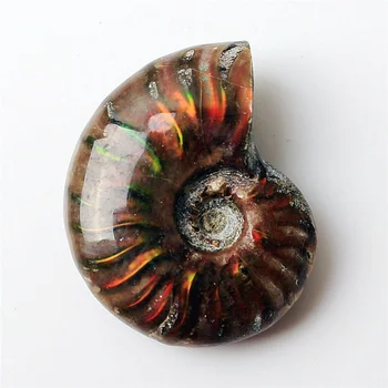 

1pc Rare Red Light Ammonite Fossil Shell Colorful Fossil shell Collection Mineral Specimen