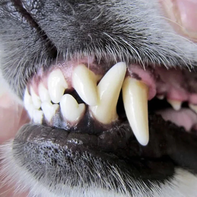 ПЭТ спрей собака уход за полостью рта дурное дыхание чистка зубов освежитель полости рта доска для удаления TN88
