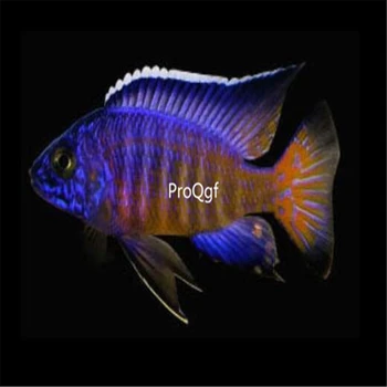 

Ngryise 1Pcs A Set Aulonocara stuartgranti Ngara