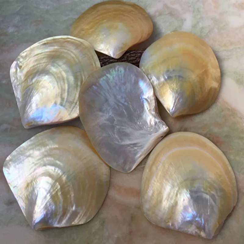 mother-of-pearl shells for decoration and crafts