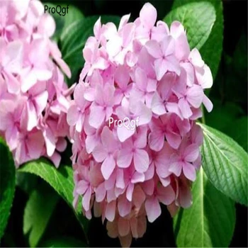 

Ngryise 500pcs Hydrangea macrophylla