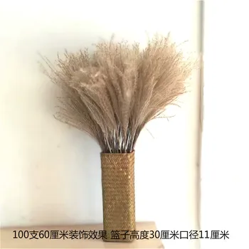 

Shopwindow Decor Real Pampas Grass 50 Pcs Reed Natural Dried Plant Ornaments Wedding Decor Flower Bunch No Vase