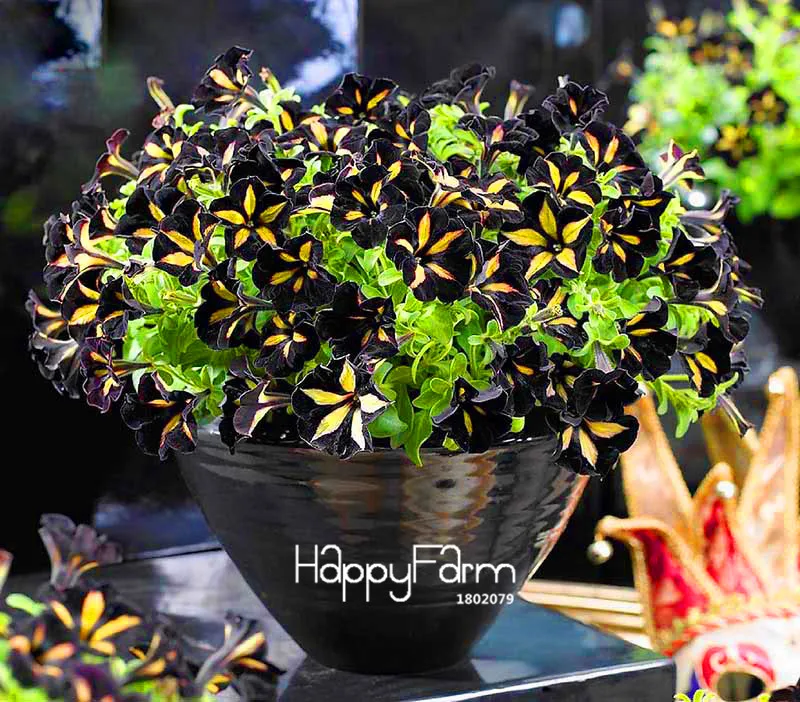 Hot Sale! 100 Pcs/Bag Black Color Star Petunia Plants Garden And Patio Potted Plant Morning Glory Flowers Bonsai